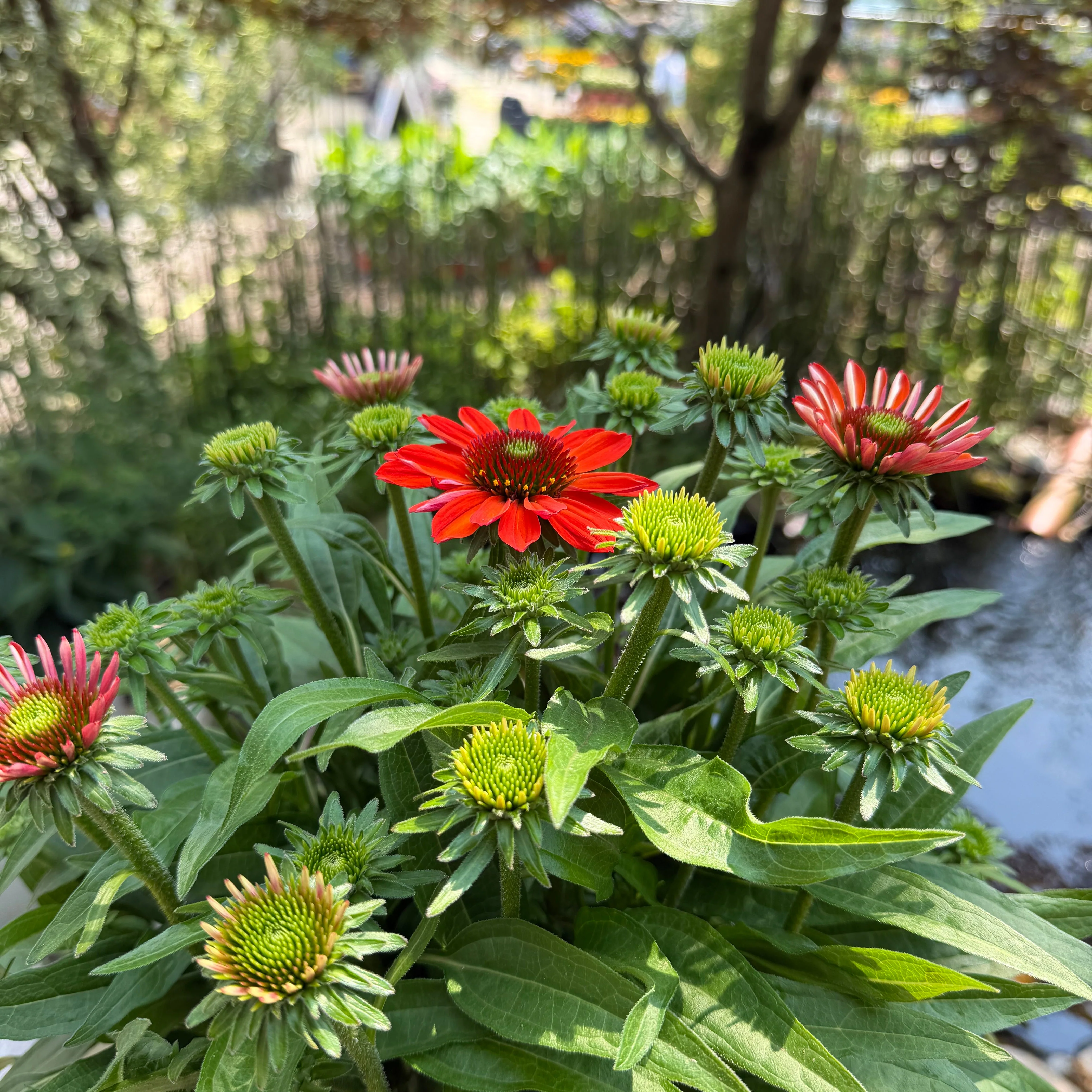 Limited Release Plants