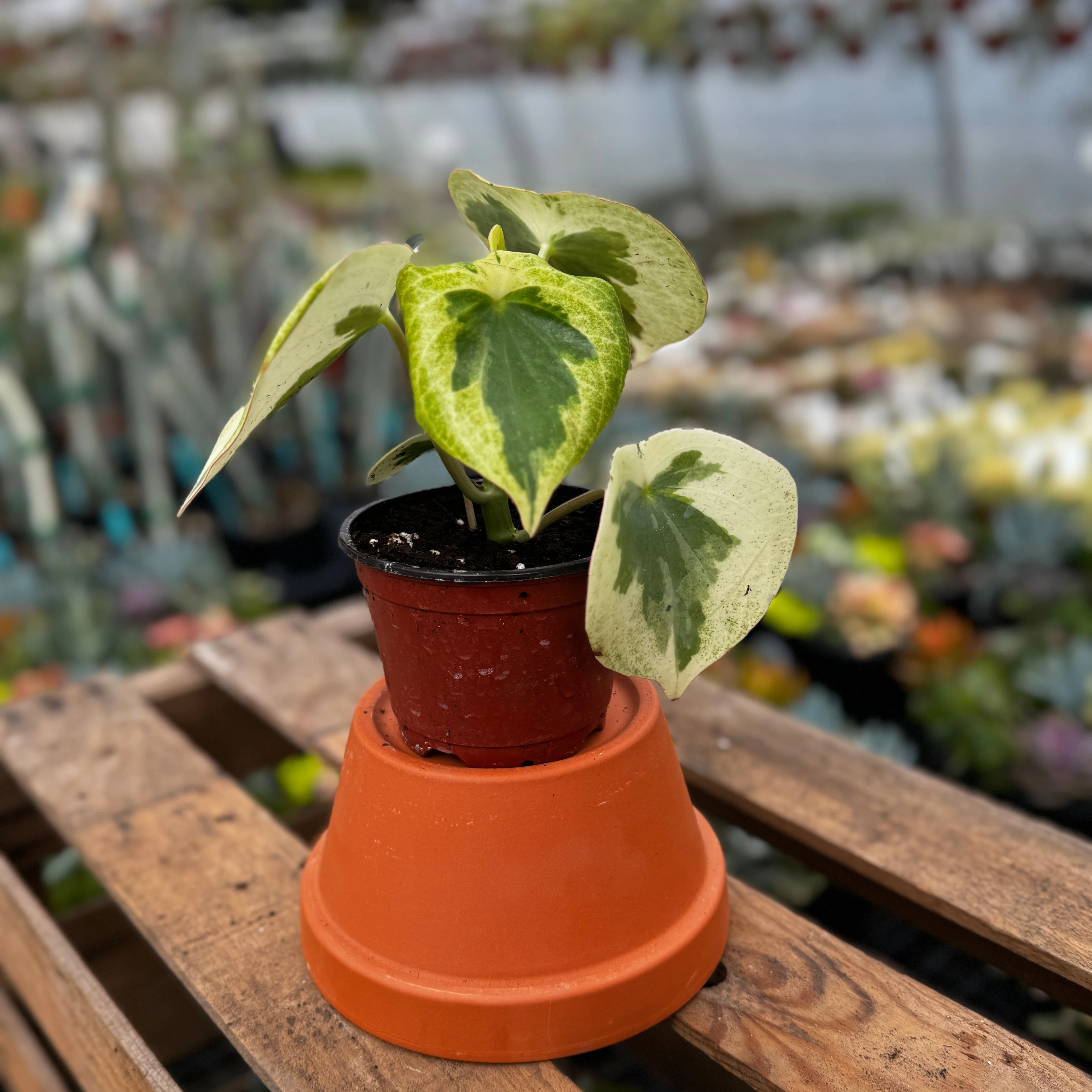 Houseplants